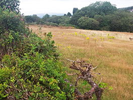 Bottom left of garden before clearing